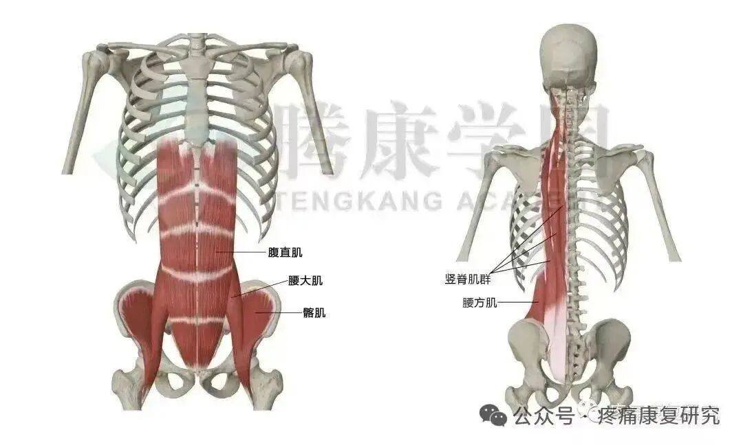 大腿根（腹股沟）疼痛：腰源性