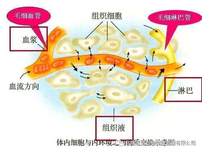身体内的湿气是什么