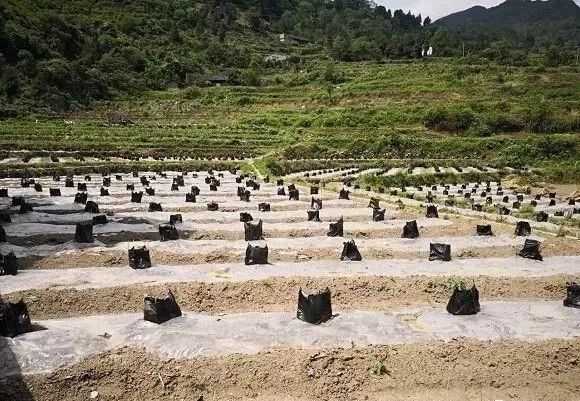 河坝:第一书记脱贫战场显神通