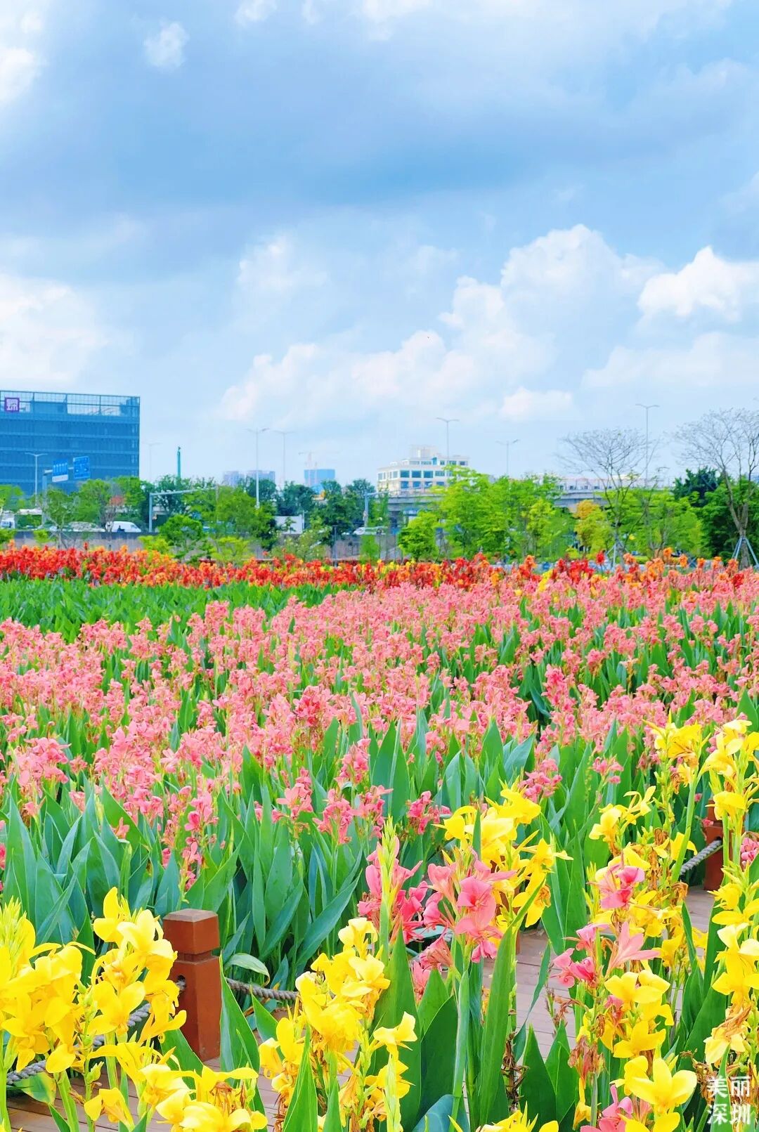深圳8000平方米美人蕉花海惊艳绽放