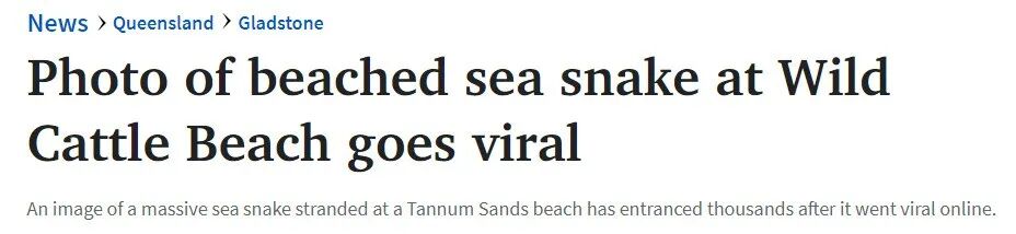 昆州巨型海蛇搁浅海滩，引大量网友围观热议 - 1