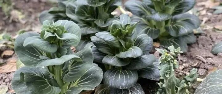 半夜12点，杭州大伯冒雨割了40斤！卖菜年入20万，都靠这样攒下