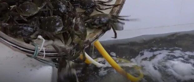 个头大、产量多！浙江很多人爱的这一口上市啦