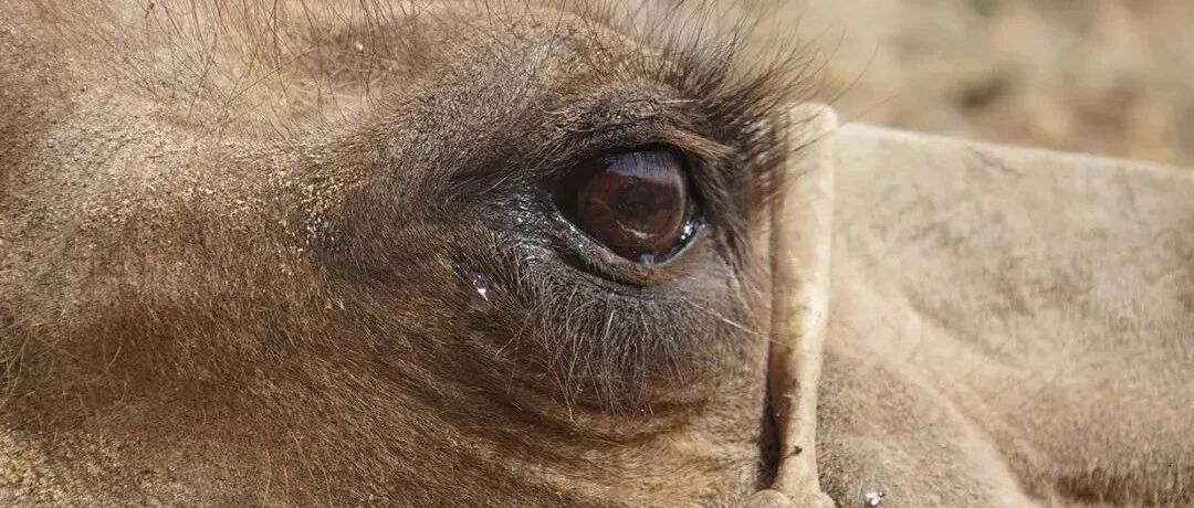 万物皆有灵！老骆驼被卖后跨越数百公里沙漠，满身伤痕归来......