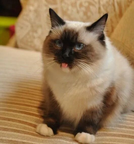 重点 手套 海豹 山猫 别头晕 喵九九教你高效区分布偶猫品类 江西新闻