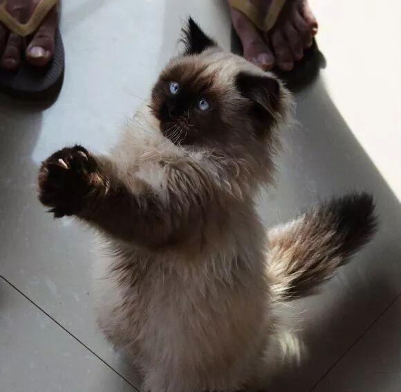 重点 手套 海豹 山猫 别头晕 喵九九教你高效区分布偶猫品类 江西新闻