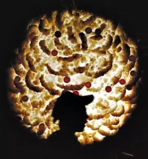 【全脑教育】全脑记忆的11个基本原理