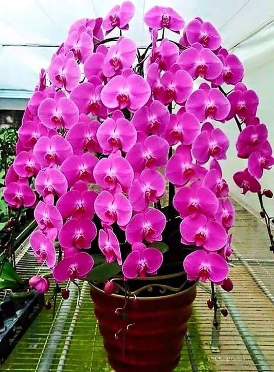 倒倒倒过来花，美不胜收。