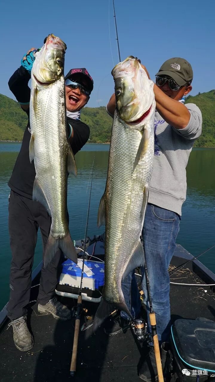 蓝旗鱼路亚 太过瘾了 几十米深水中竟然连拔大翘嘴 破米啦 蓝旗鱼路亚 微信公众号文章阅读