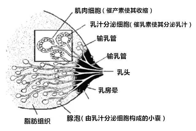 一个乳房,到底能产多少毫升奶水?-微信头条网 一个乳房,到底能产多少毫升奶水?