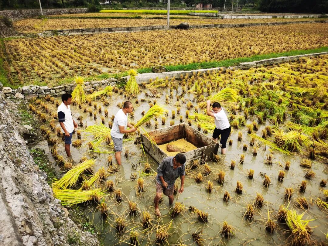 罗场乡:"稻油轮作"助力乡村振兴