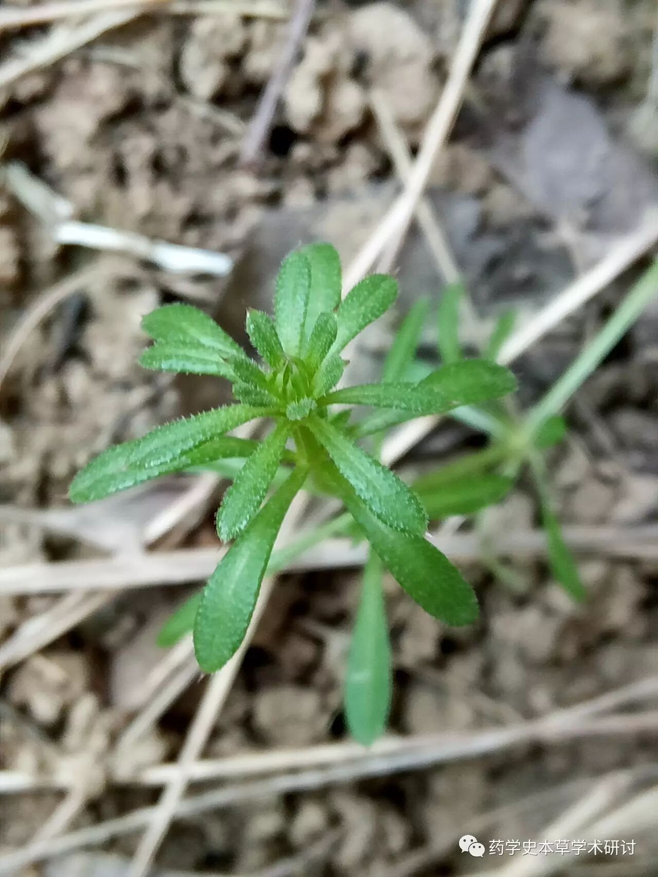 每日识药第一百零七期猪殃殃