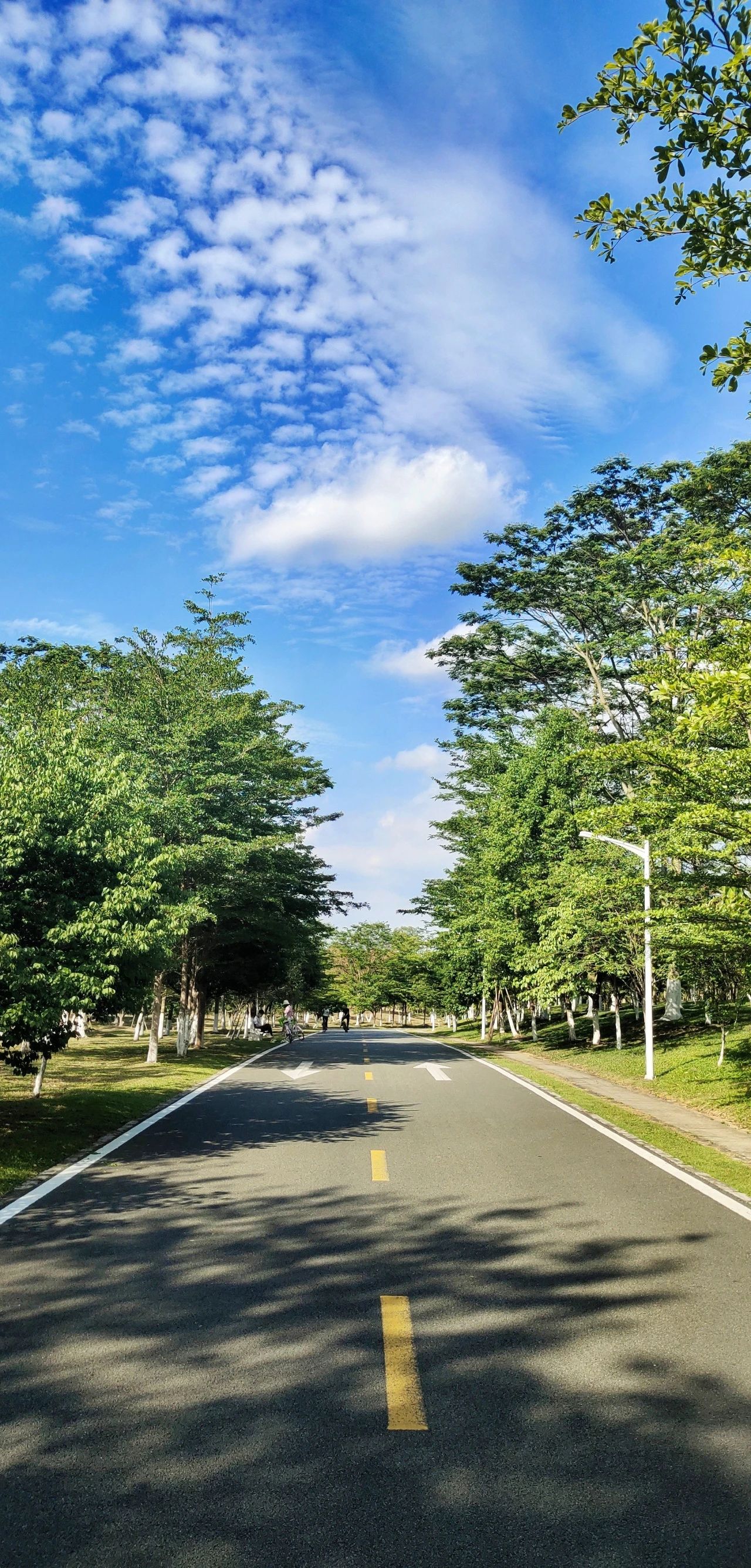 松山|一周一景 | 打卡松山湖最美道路，四季有花一路如画！