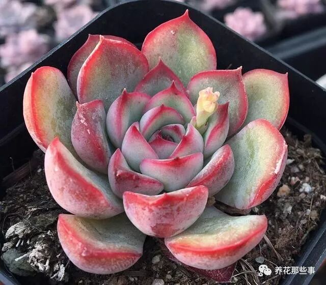 这几种多肉可不 抗冻 温度低立马搬回家 放在室外就枯盆 养花那些事 微信公众号文章阅读 Wemp