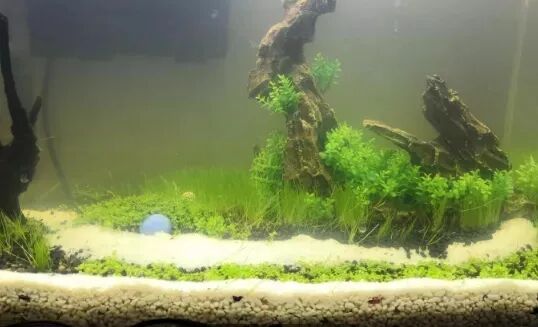 养鱼为什么一定及时要换水 不换水会有什么有危害吗 养鱼大全 微信公众号文章阅读 Wemp