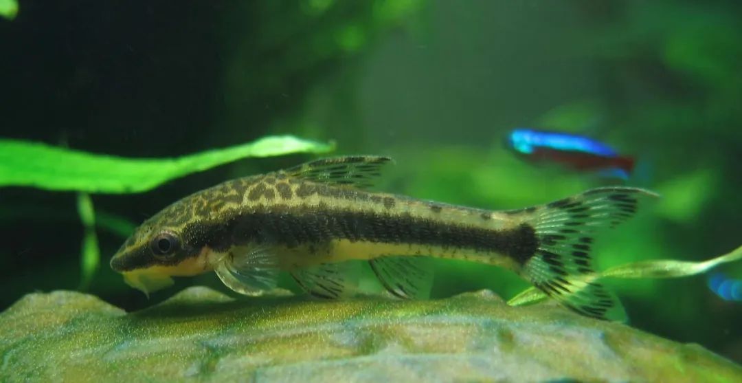 水族箱藻类清理难题？小精灵鱼或许是靠谱解决方案