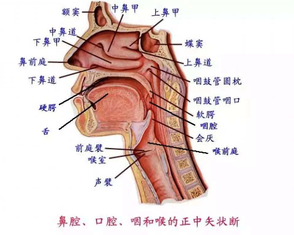 胸腔共鳴,口腔共鳴,鼻腔共鳴練習 - 藝術考級網