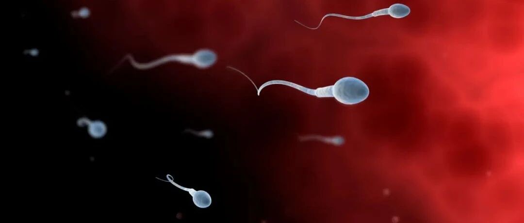 试管前精子活力低怎么办？这些营养很重要