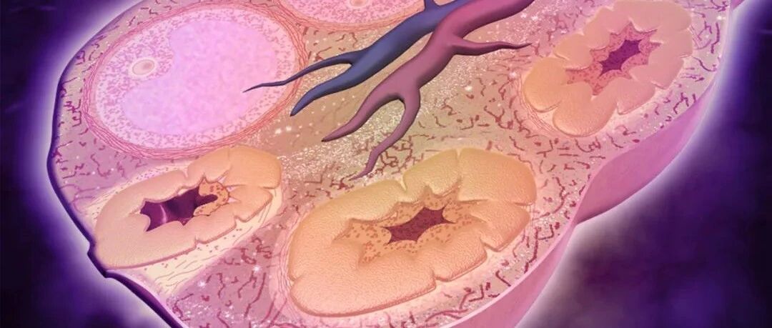 为什么试管取卵时，你的卵子比别人少？