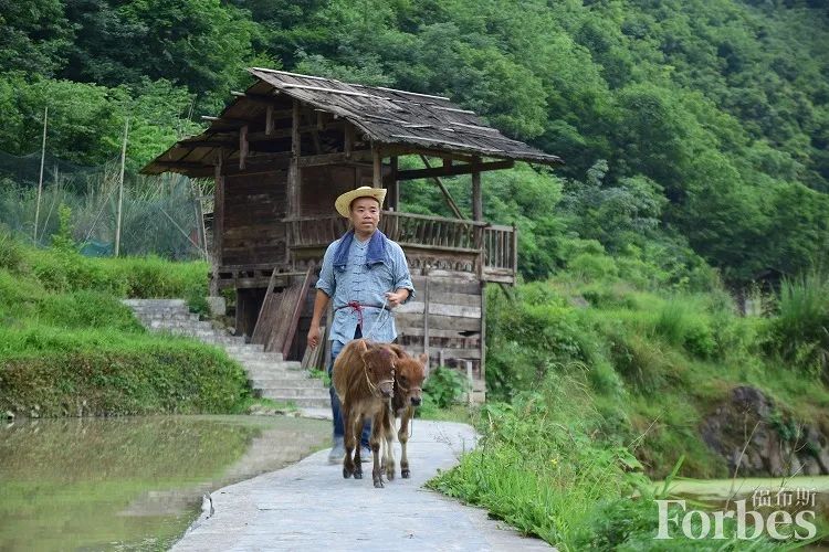 藏种于民 在中华最后的牛耕部落守护古代农耕文化 福布斯 微信公众号文章阅读 Wemp