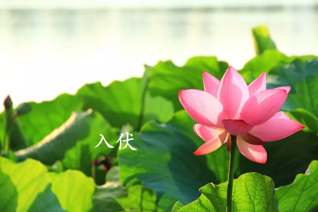 冬病夏治丨“三伏贴”的妙用