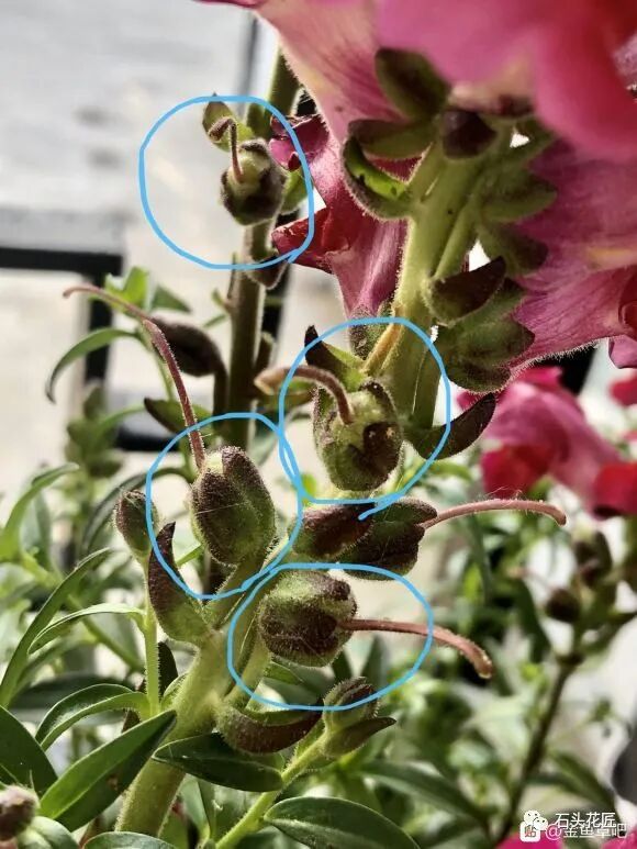 植物大战僵2植物满阶版_众花皆败我独开_金鱼草花期