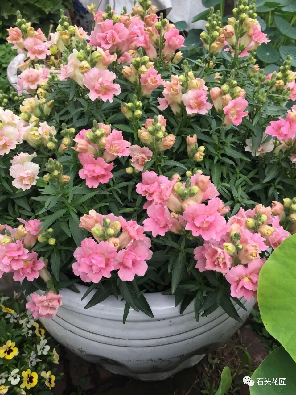 植物大战僵2植物满阶版_金鱼草花期_众花皆败我独开