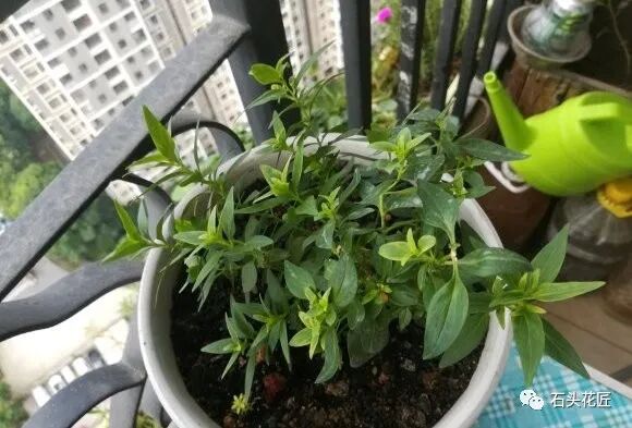 金鱼草花期_众花皆败我独开_植物大战僵2植物满阶版