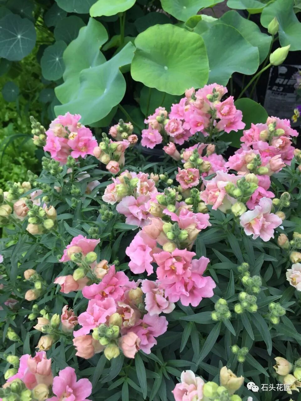 金鱼草花期_植物大战僵2植物满阶版_众花皆败我独开