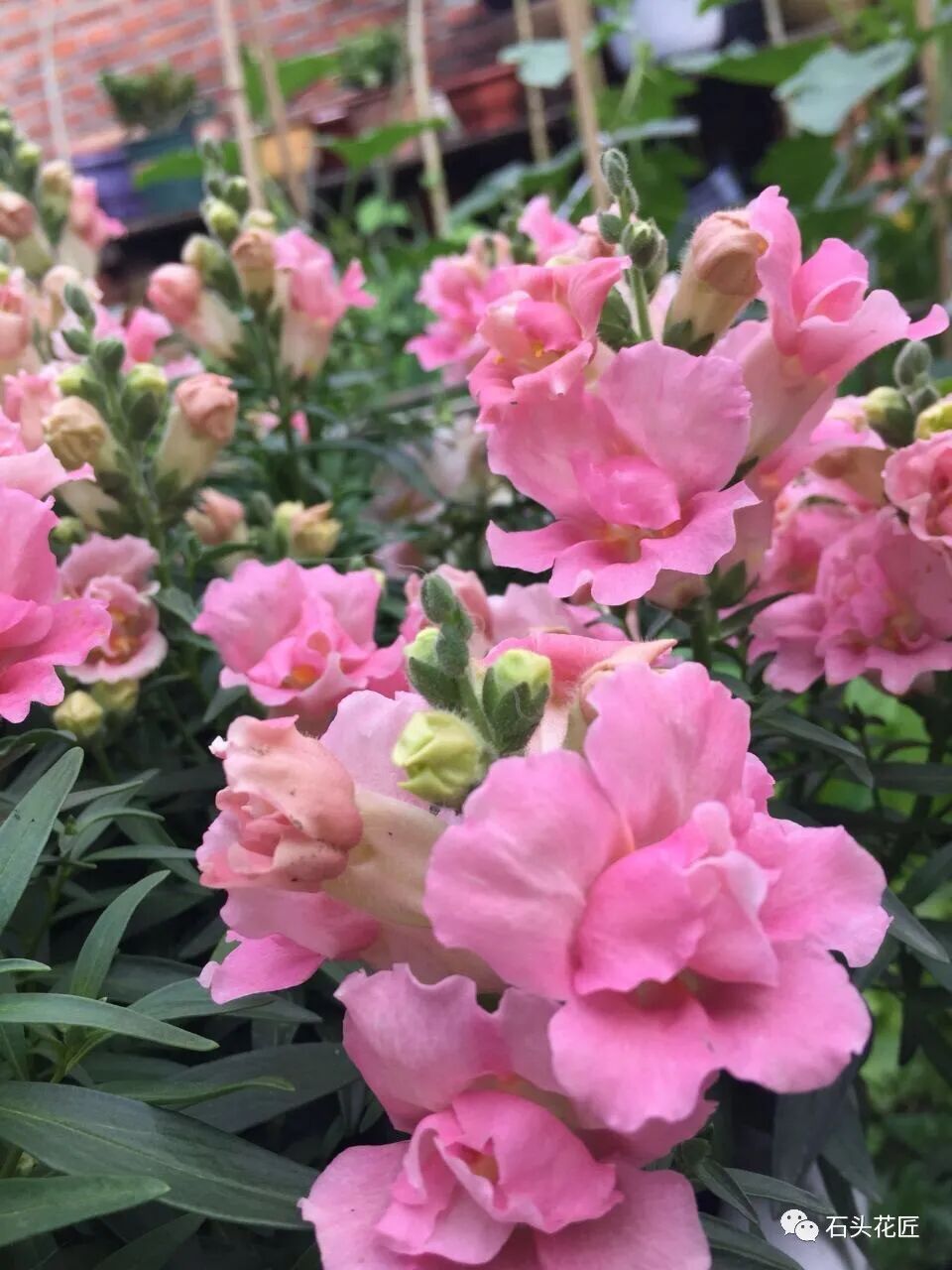 金鱼草花期_植物大战僵2植物满阶版_众花皆败我独开