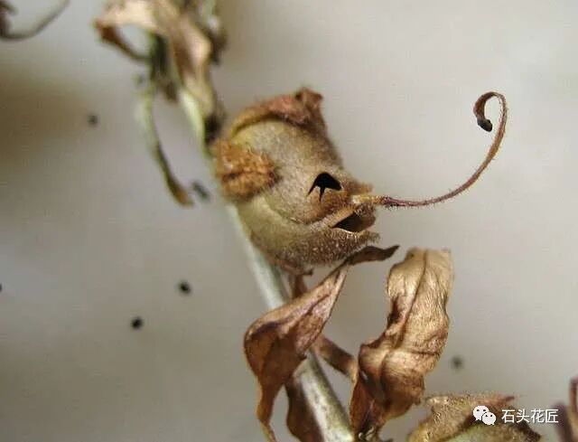 金鱼草花期_众花皆败我独开_植物大战僵2植物满阶版