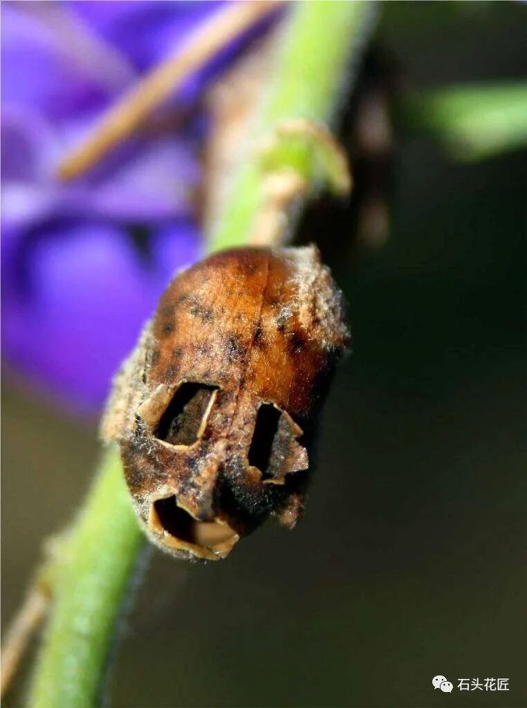 金鱼草花期_众花皆败我独开_植物大战僵2植物满阶版