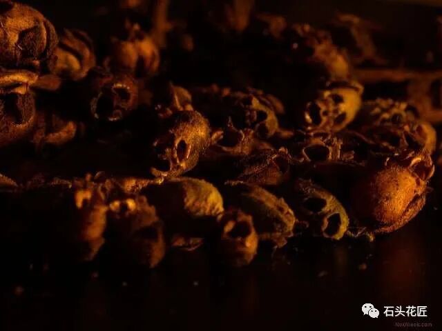 植物大战僵2植物满阶版_金鱼草花期_众花皆败我独开