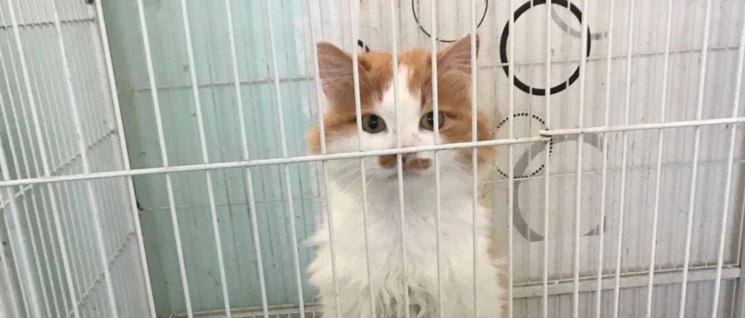 捡了只猫养一段时间后，才发现其真实颜值！网友：赚翻了！