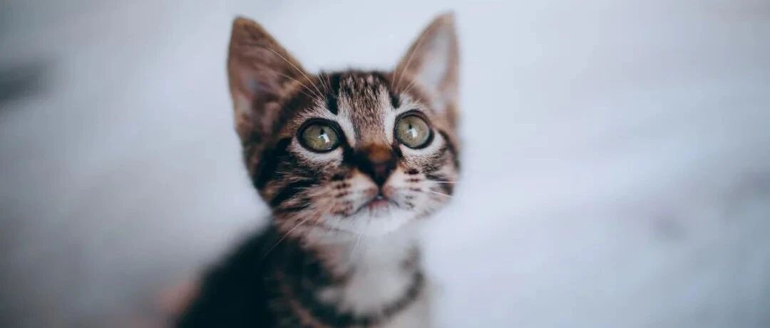 超治愈！刚出生就变孤儿的小奶猫，把第一个见到的人当成了妈！