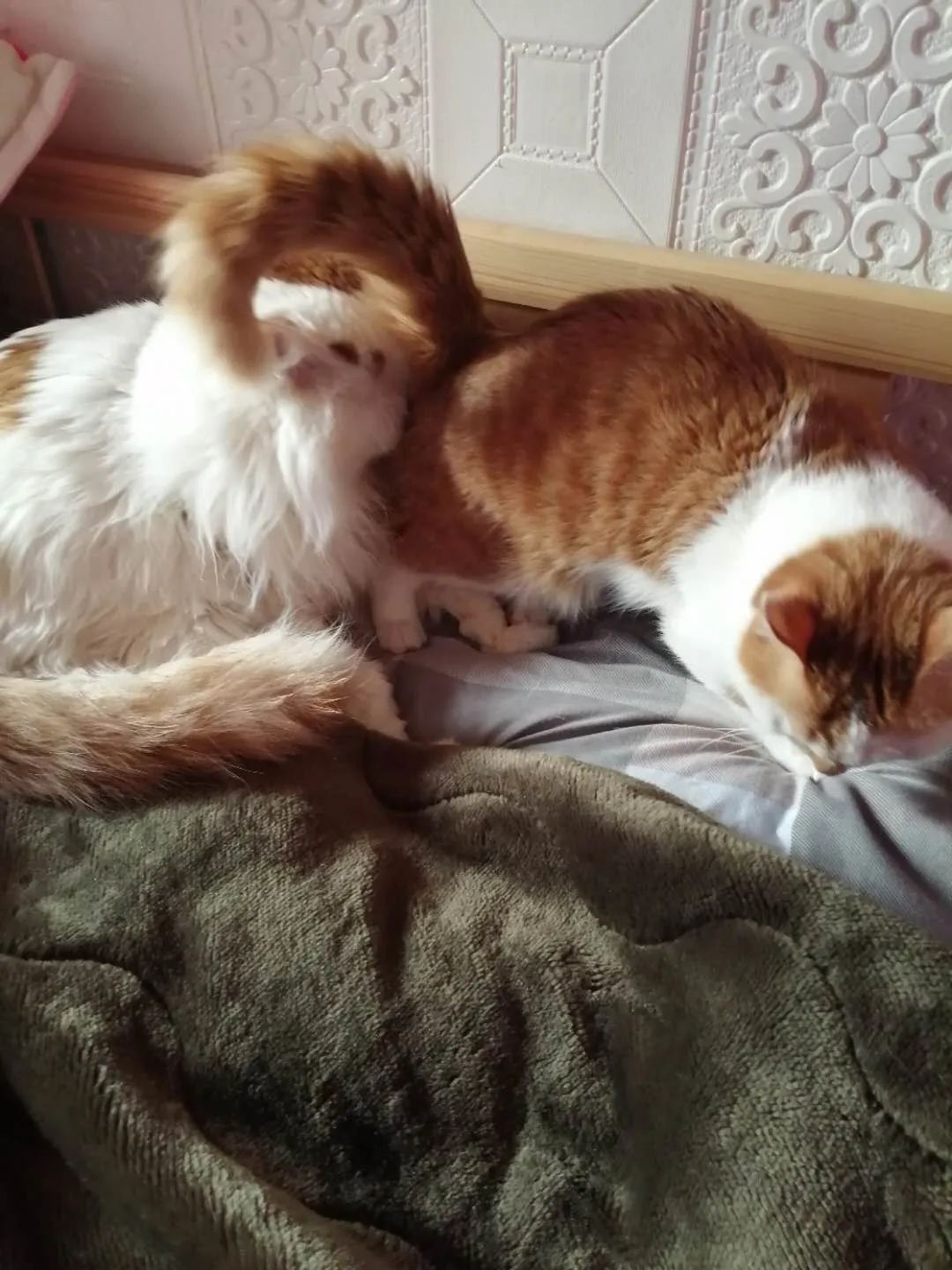 網友撿了隻流浪小橘貓回家後，家裡的大貓居然…… 寵物 第7張