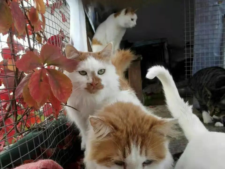 網友撿了隻流浪小橘貓回家後，家裡的大貓居然…… 寵物 第14張