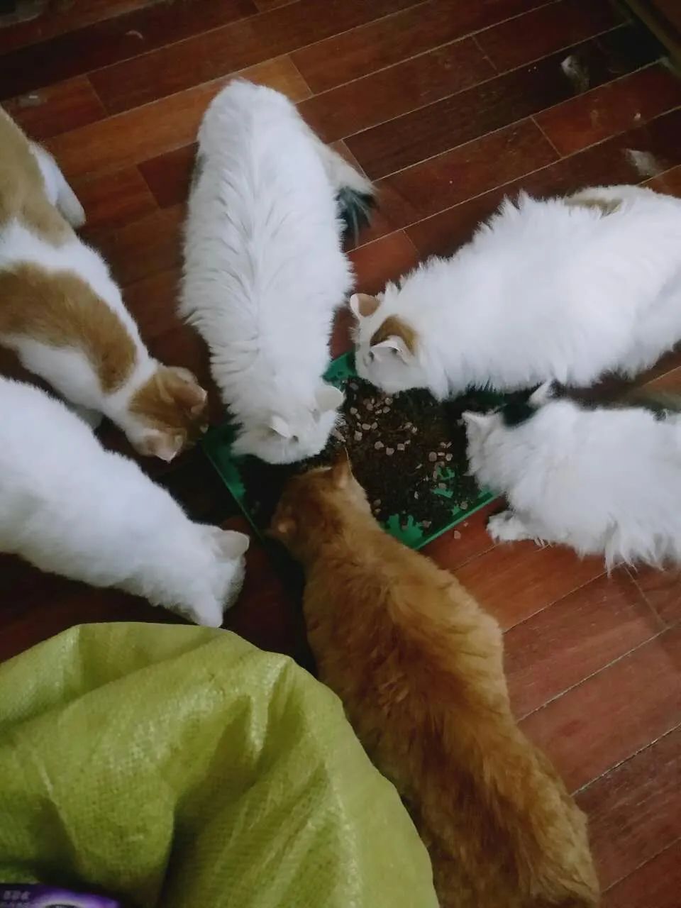 網友撿了隻流浪小橘貓回家後，家裡的大貓居然…… 寵物 第11張