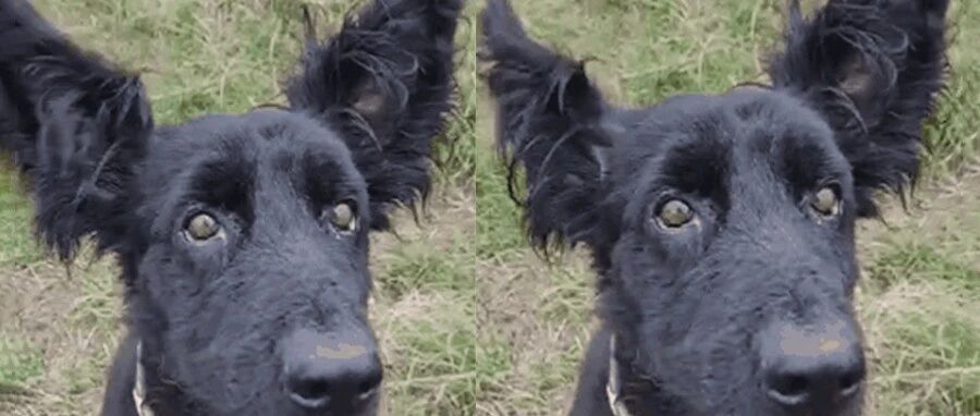 狗狗界的大耳朵图图？捡回来的狗一对“招风耳”萌坏了！