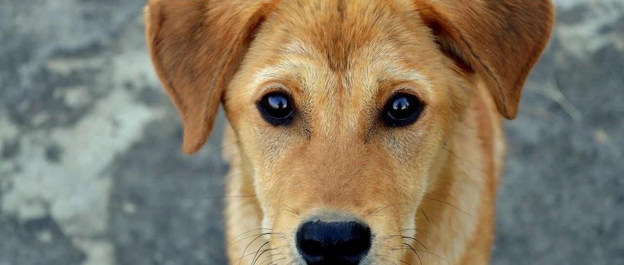 “我最艰难的日子，靠捡剩饭养活我的狗”