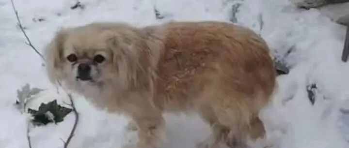 包头大雪，1000多只毛孩子三天内就要断粮，请帮帮它们！