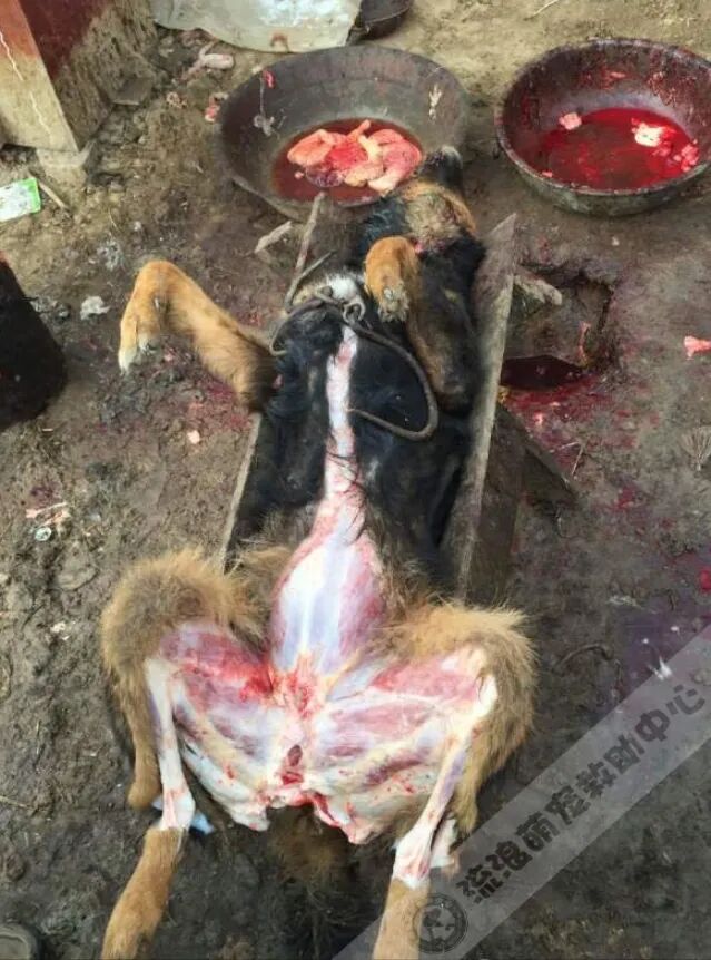 院子里的泥土混着排泄物,又脏又臭,地上满是狗皮狗血,几具光裸的狗