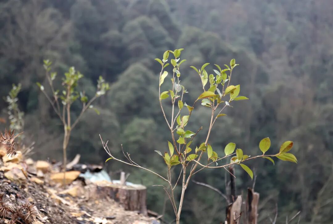 【产业发展】开展"油茶 n"种植培训,为乡村振兴添"油"增绿 - 乡镇快讯