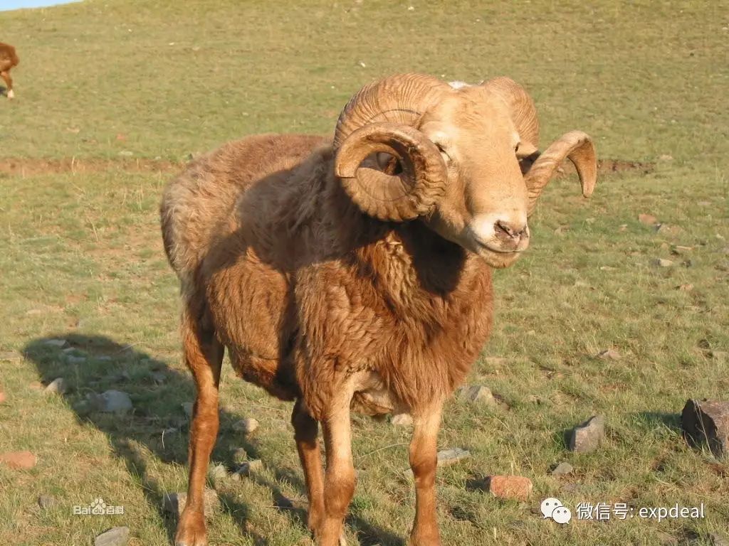 新疆公羊图片图片