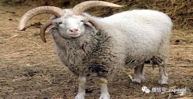 也有部分头部黄或黑色,体躯有花斑的个体,纯黑或纯白的羊为数不多.