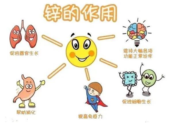 人体所需营养物质之矿物质系列——锌