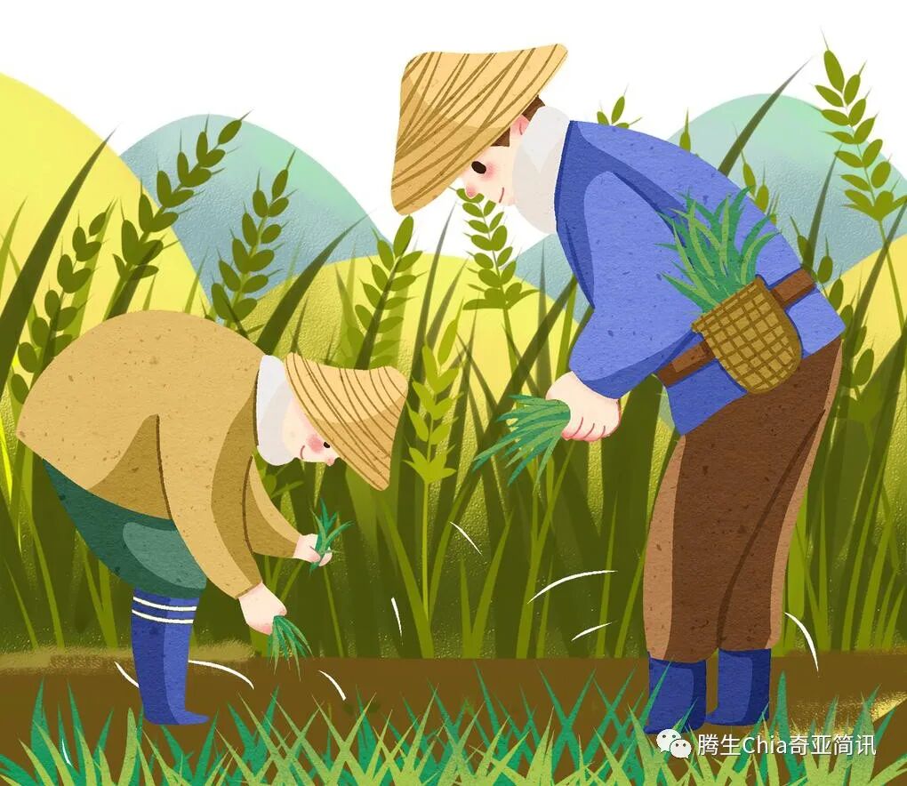 奇亚—绿色的数字资产