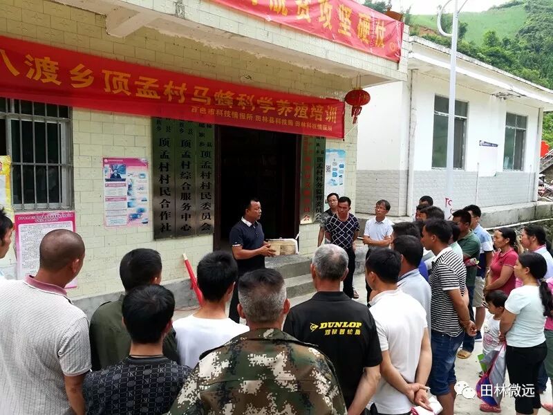 八渡瑶族乡顶孟村引进马蜂养殖项目科技助推脱贫攻坚