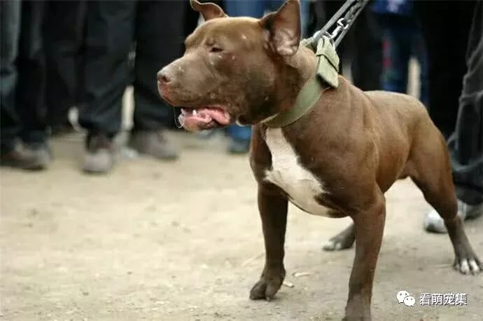 狗打不过猫科 比特犬不信 硬是把狮子制服了 真是大力出奇迹 看萌宠集 微信公众号文章阅读 Wemp