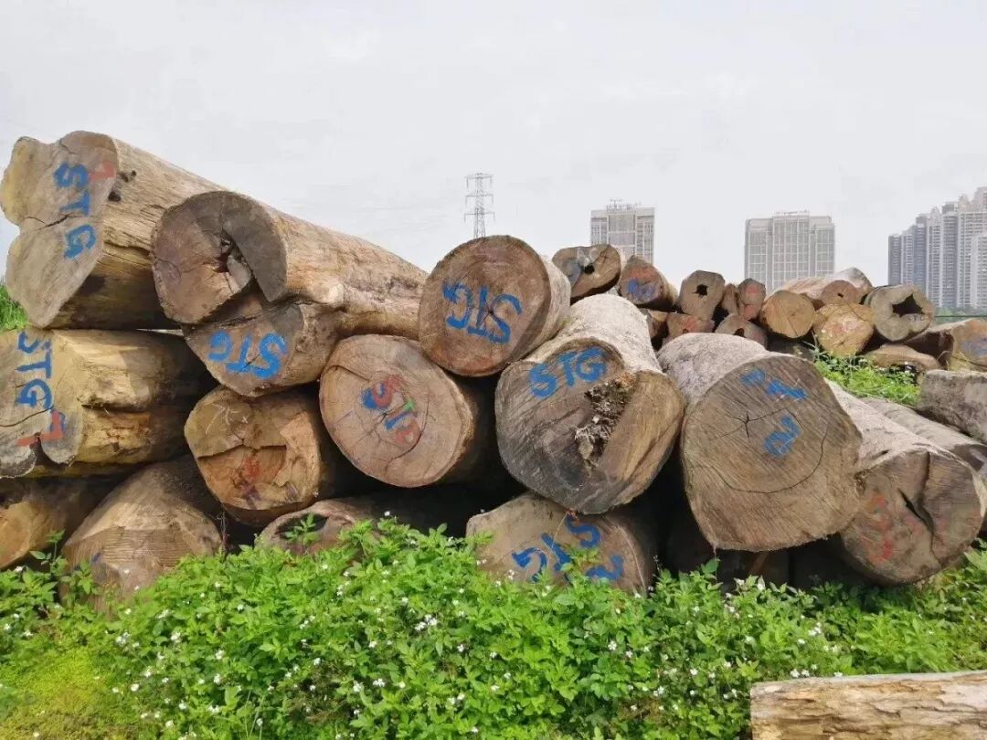 缅甸花梨：红木圈炙手可热的“王者”！